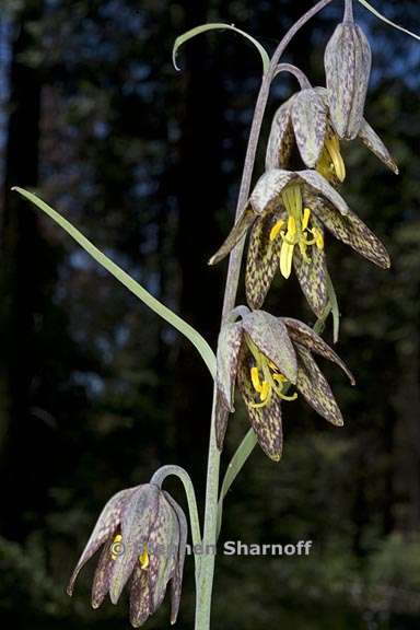 fritillaria micrantha 9 graphic